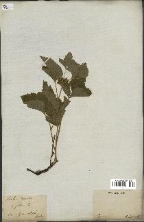 spécimen de Rubus saxatilis