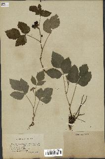 spécimen de Rubus saxatilis