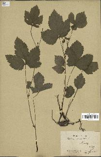 spécimen de Rubus saxatilis