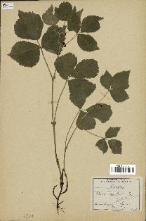 spécimen de Rubus saxatilis