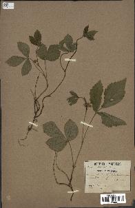 spécimen de Rubus saxatilis