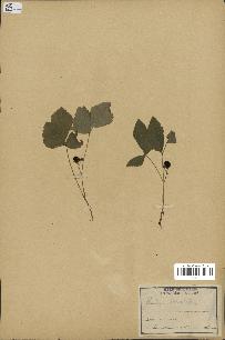 spécimen de Rubus saxatilis