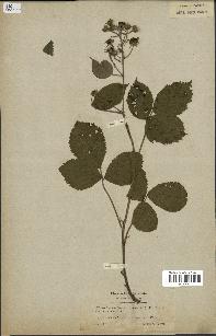 spécimen de Rubus saxatilis