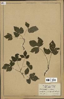 spécimen de Rubus saxatilis