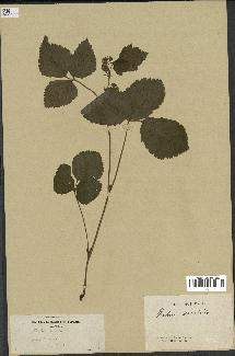 spécimen de Rubus saxatilis