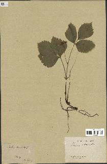 spécimen de Rubus saxatilis