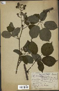 spécimen de Rubus schmidelyanus