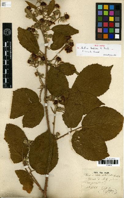 spécimen de Rubus schlechtendalii