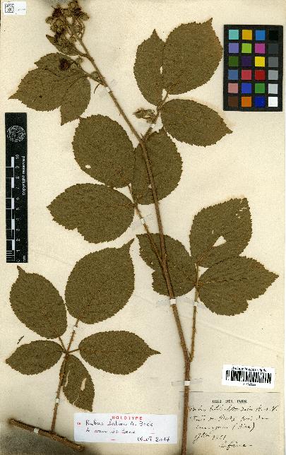 spécimen de Rubus schlechtendalii