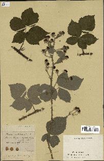 spécimen de Rubus scabrosus