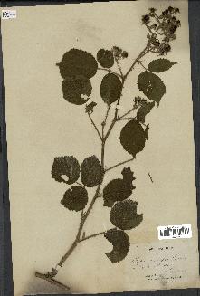 spécimen de Rubus scabripes