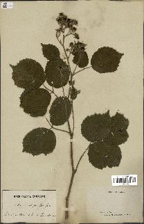 spécimen de Rubus scabripes