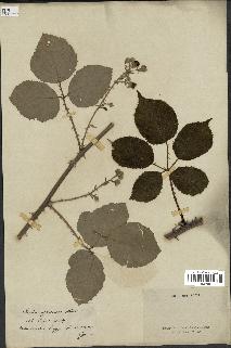 spécimen de Rubus speciosus