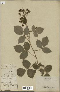 spécimen de Rubus speciosus