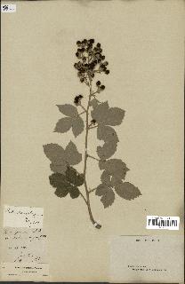 spécimen de Rubus speciosus