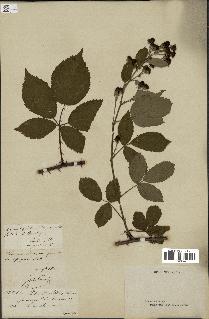 spécimen de Rubus speciosus