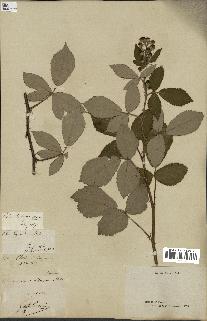 spécimen de Rubus speciosus