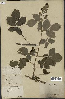 spécimen de Rubus speciosus