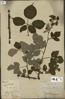 spécimen de Rubus speciosus