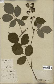 spécimen de Rubus speciosus