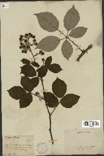 spécimen de Rubus speciosus