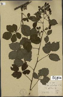 spécimen de Rubus silvaticus