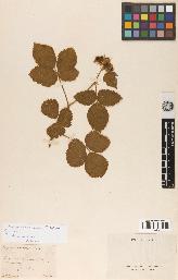 spécimen de Rubus spinosissimus