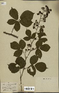 spécimen de Rubus argillaceus