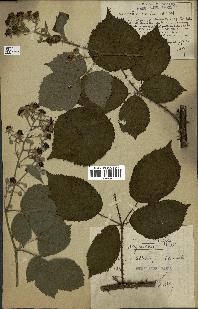 spécimen de Rubus argenteus