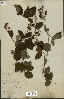 spécimen de Rubus argenteus