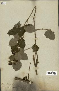 spécimen de Rubus argenteus