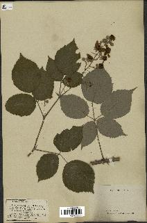 spécimen de Rubus argentatus