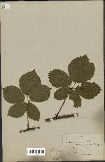 spécimen de Rubus sp.