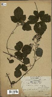 spécimen de Rubus sp.
