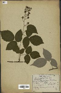 spécimen de Rubus sp.