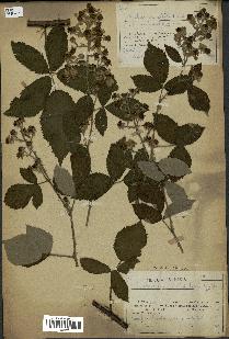 spécimen de Rubus sp.