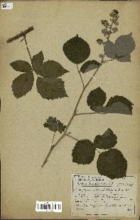 spécimen de Rubus sp.