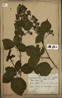 spécimen de Rubus sp.