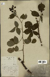 spécimen de Rubus sp.