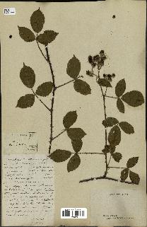 spécimen de Rubus sp.