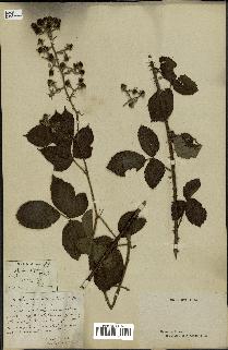 spécimen de Rubus sp.