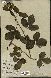 spécimen de Rubus sp.