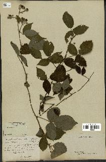spécimen de Rubus sp.