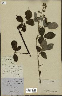 spécimen de Rubus sp.