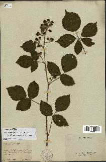 spécimen de Rubus atrovirens