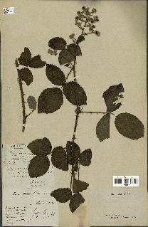 spécimen de Rubus hirtus