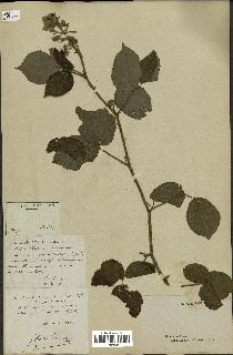 spécimen de Rubus hirtus