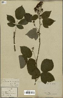 spécimen de Rubus sp.