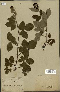 spécimen de Rubus sp.