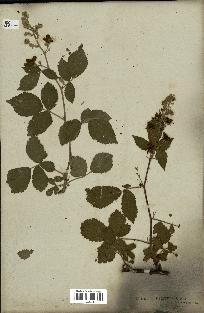 spécimen de Rubus sp.